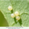 zerynthia caucasica ovum3